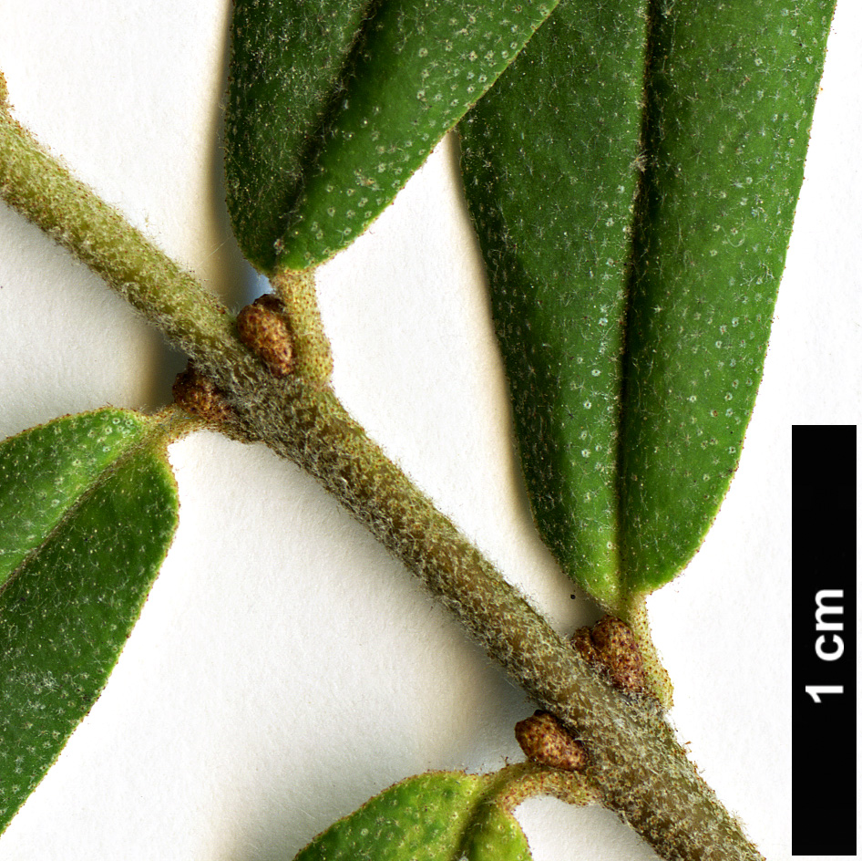 High resolution image: Family: Elaeagnaceae - Genus: Hippophae - Taxon: rhamnoides - SpeciesSub: subsp. sinensis